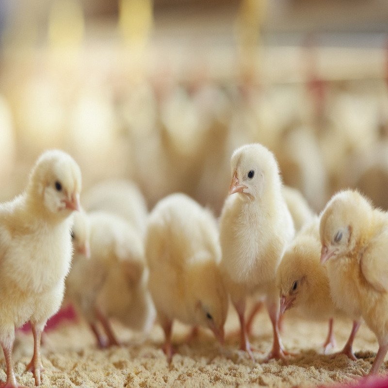 Poultry Bedding Material Softwood Shavings 3 Poultry Bedding Material Softwood Shavings - Image 3